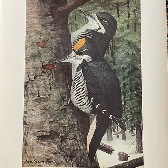Antique Other - 🖤5/$25 Antique Ornithological Bird Print Original wood pecker